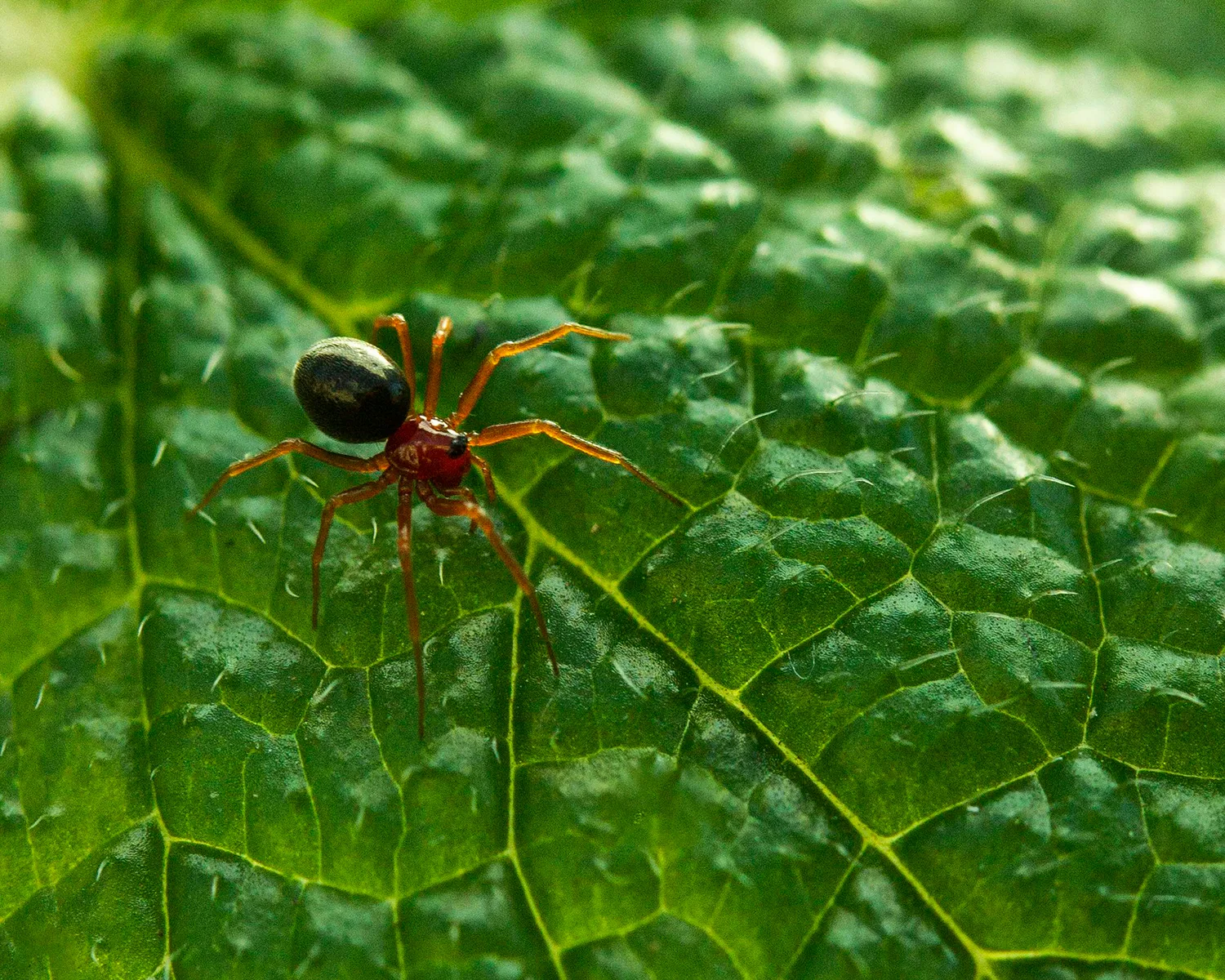 Araignée sur la face supérieure d'une feuille verte Araignée sur la face supérieure d'une feuille verte