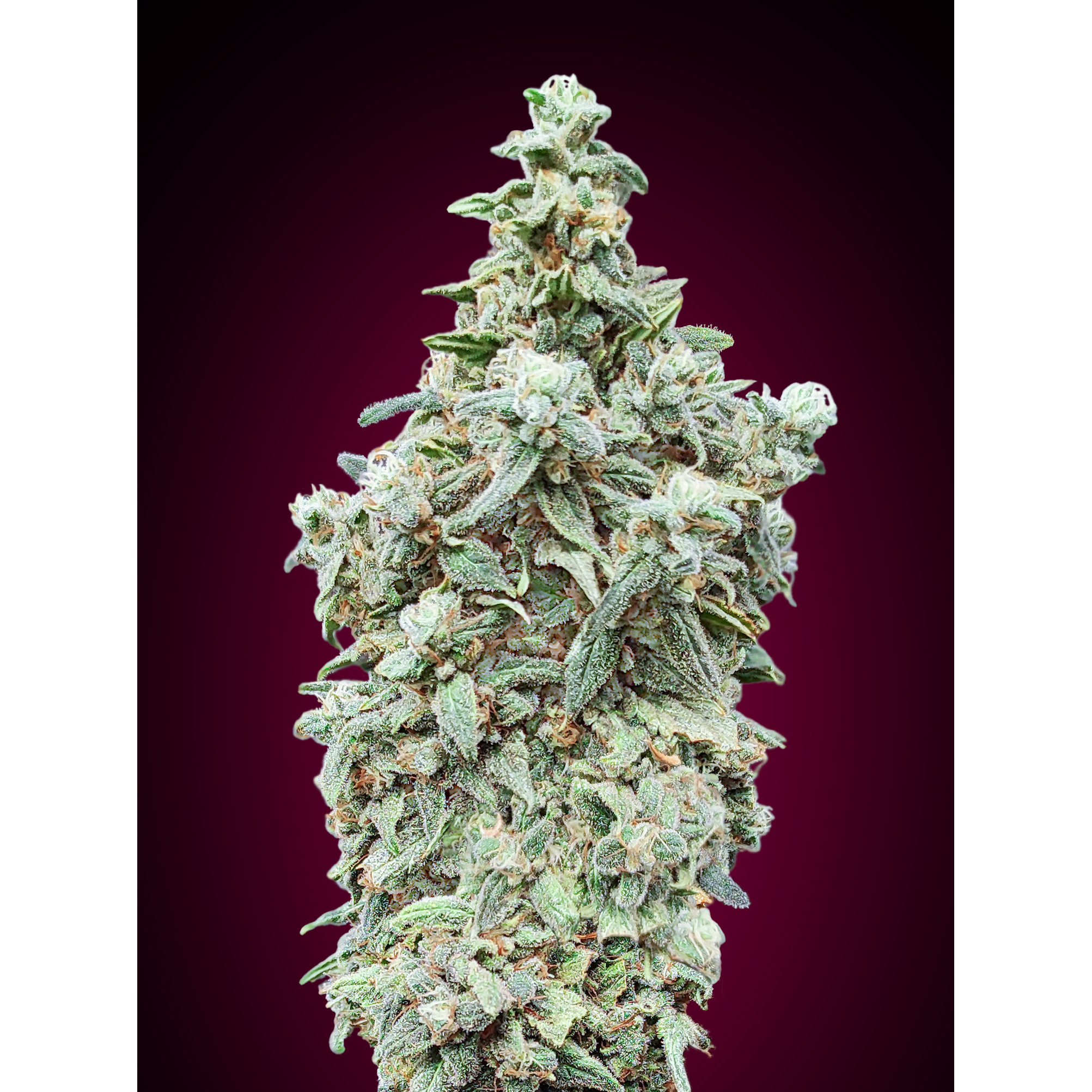 Cherry Pie Fem