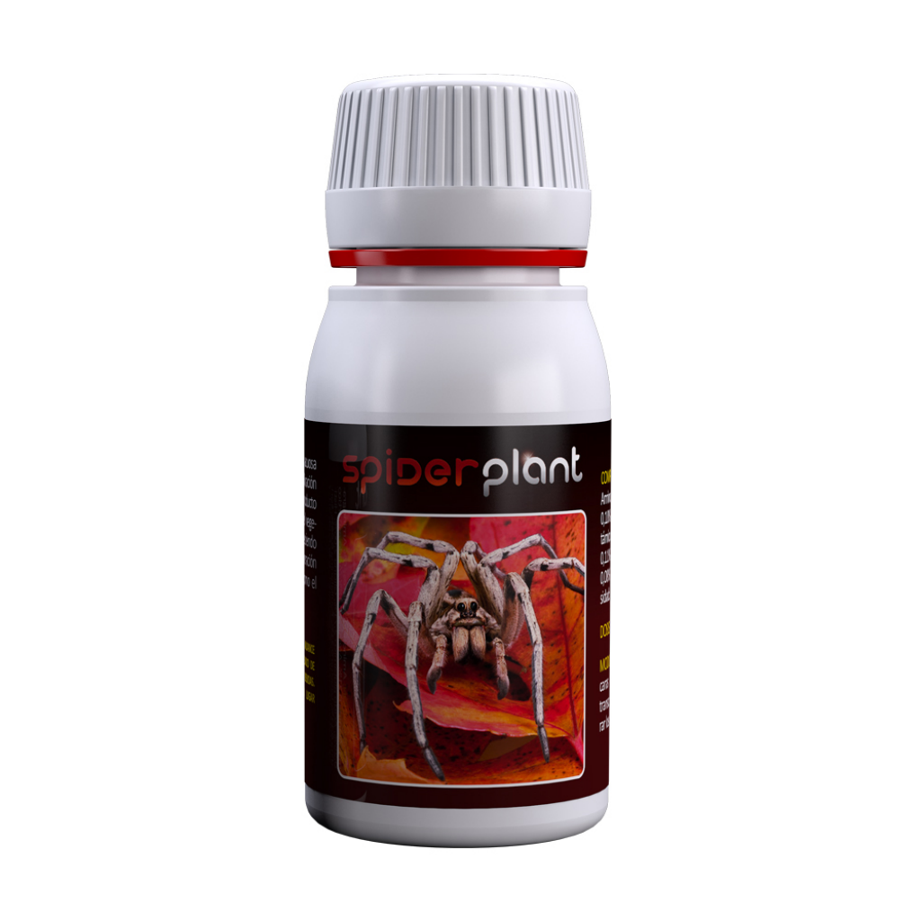 Agrobacterias Spider Plant