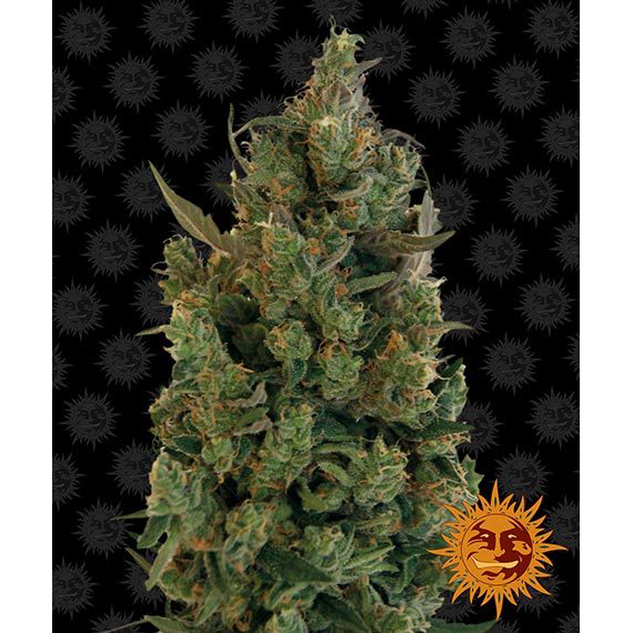 Blue Cheese Fem
