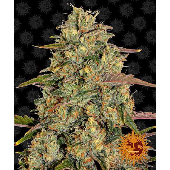 Amnesia Lemon Fem