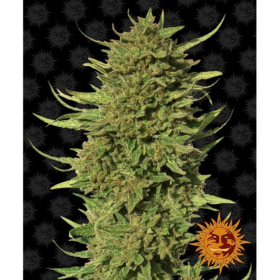 Critical Kush Reg 10Unds