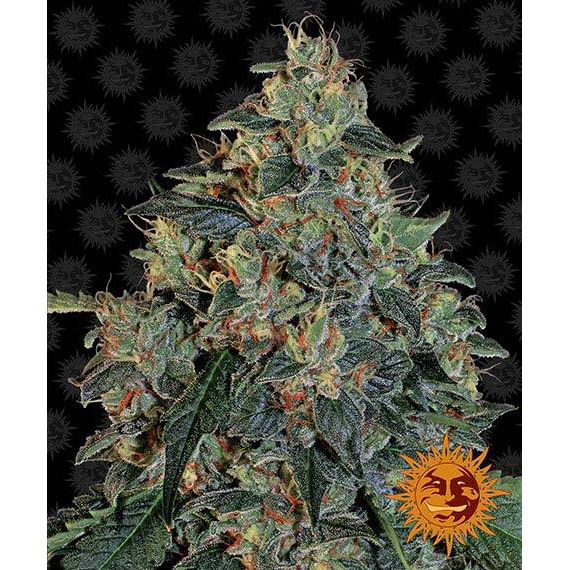 Blueberry OG Fem