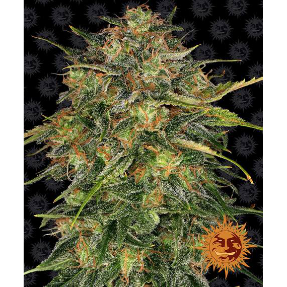 Cheese Fem