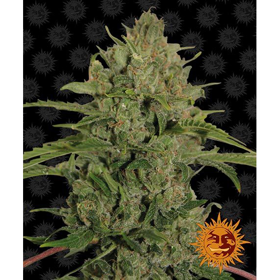 Triple Cheese Fem