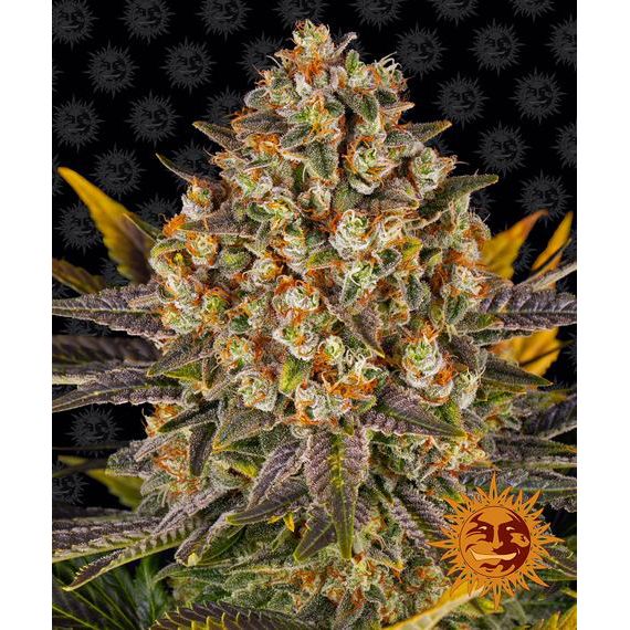 Banana Punch Fem