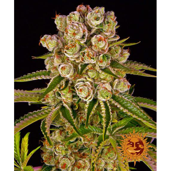 Kush Mintz Fem