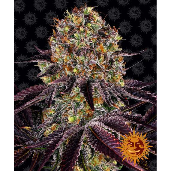 Runtz x Layer Cake Fem