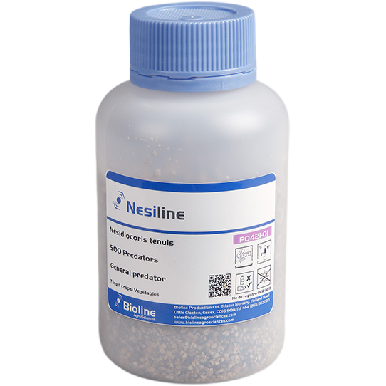 Nesiline - Bote 500 Individuos - Nesidiocoris tenuis (Mosca Blanca y Polilla del tomate) - Bioline Nesiline - Bote 500 Individuos - Nesidiocoris tenuis (Mosca Blanca y Polilla del tomate) - Bioline