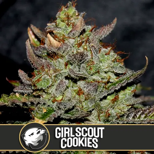 Girl Scout Cookies Fem