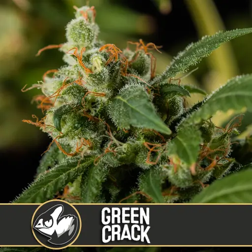 Green Crack Fem