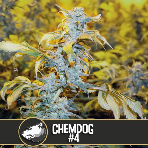 Chemdog #4 Fem