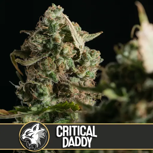 Critical Daddy Purple Fem
