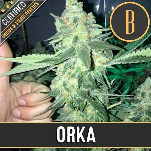 Orka Fem