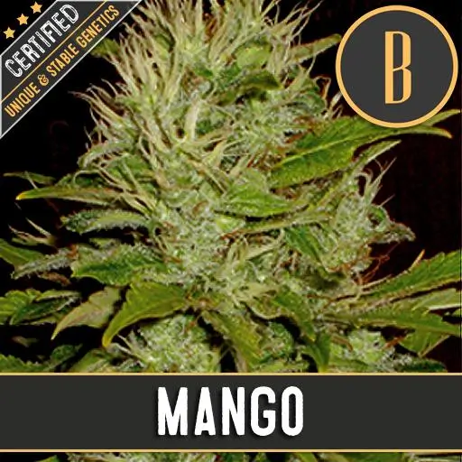 Mango Fem