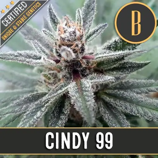 Cindy 99 Fem