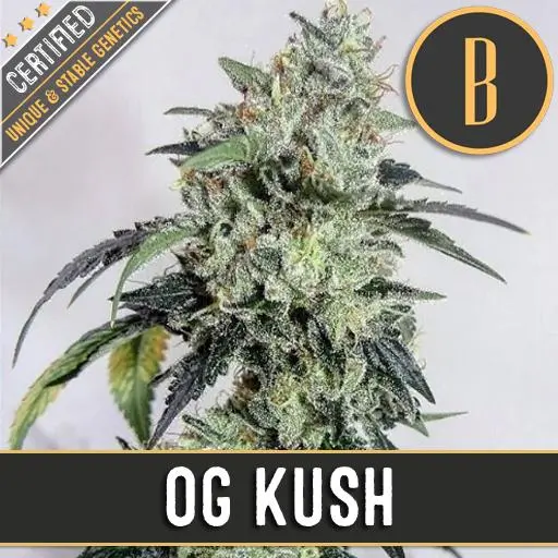 OG Kush Fem