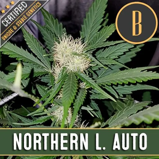 Northern Auto