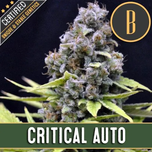 Critical Auto