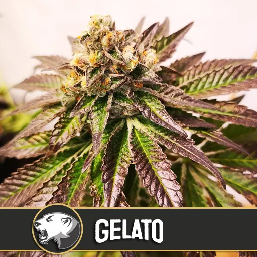 Gelato Fem