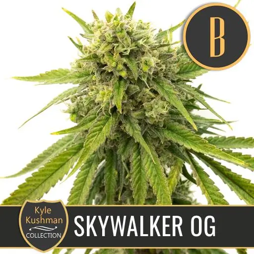 Skywalker OG Fem