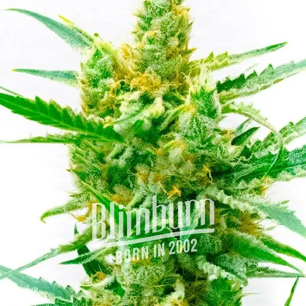 Lemon OG Fem