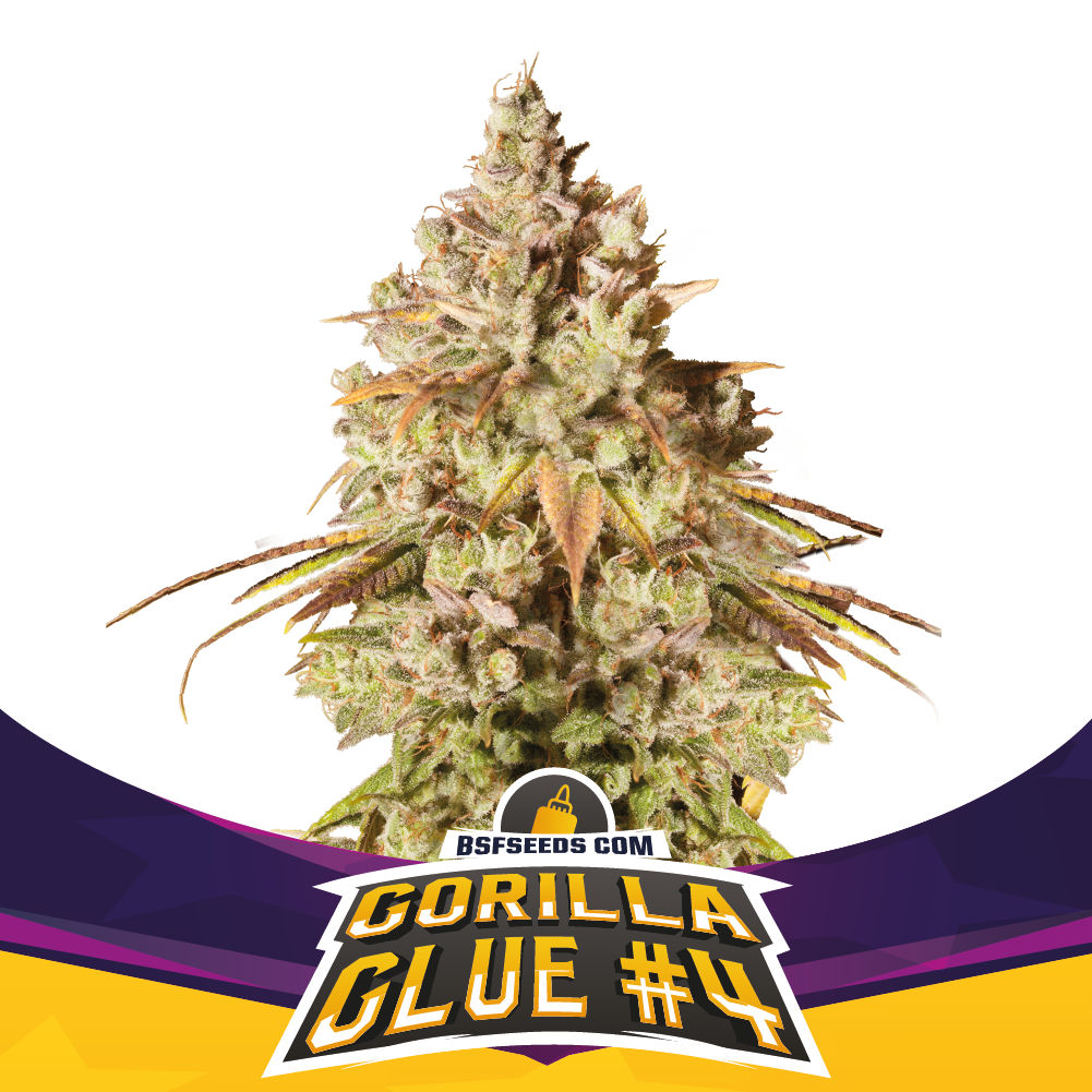 Gorilla Glue #4