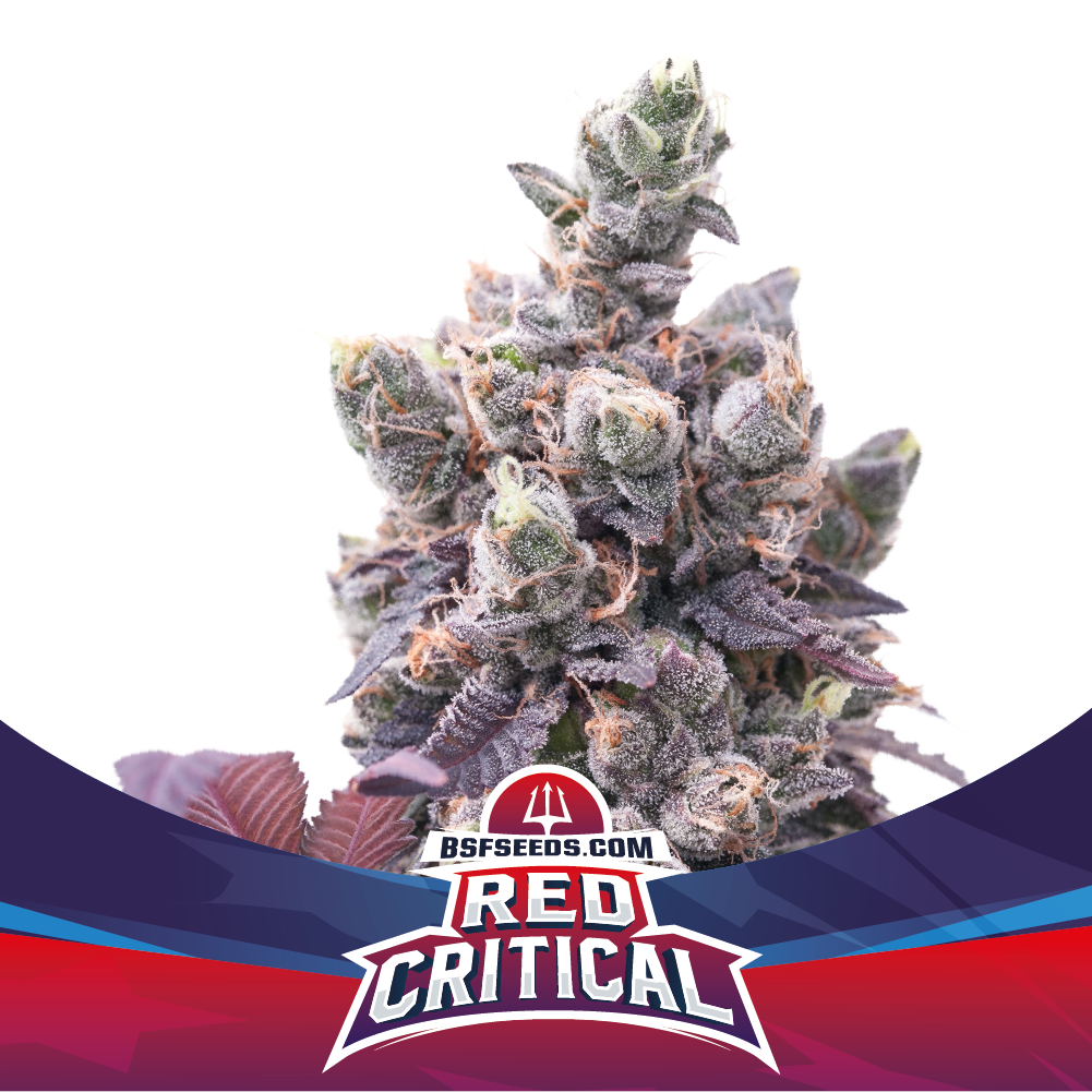 Red Critical Auto