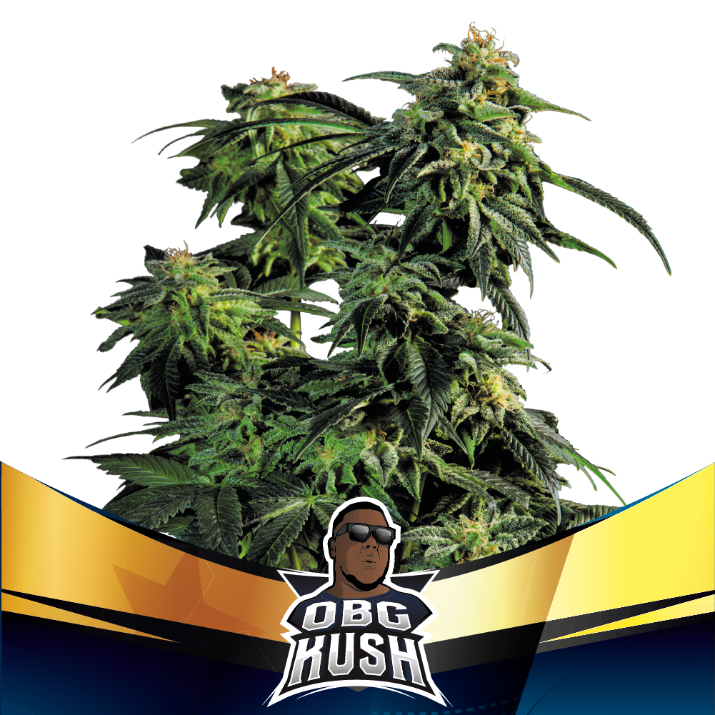 OBG Kush Fast Version