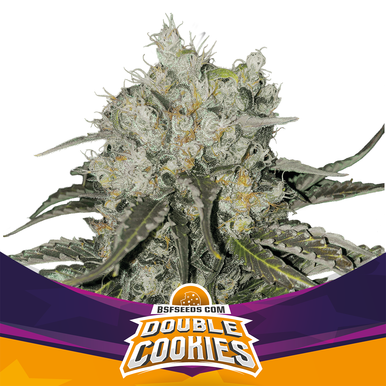 Double Cookies Fem