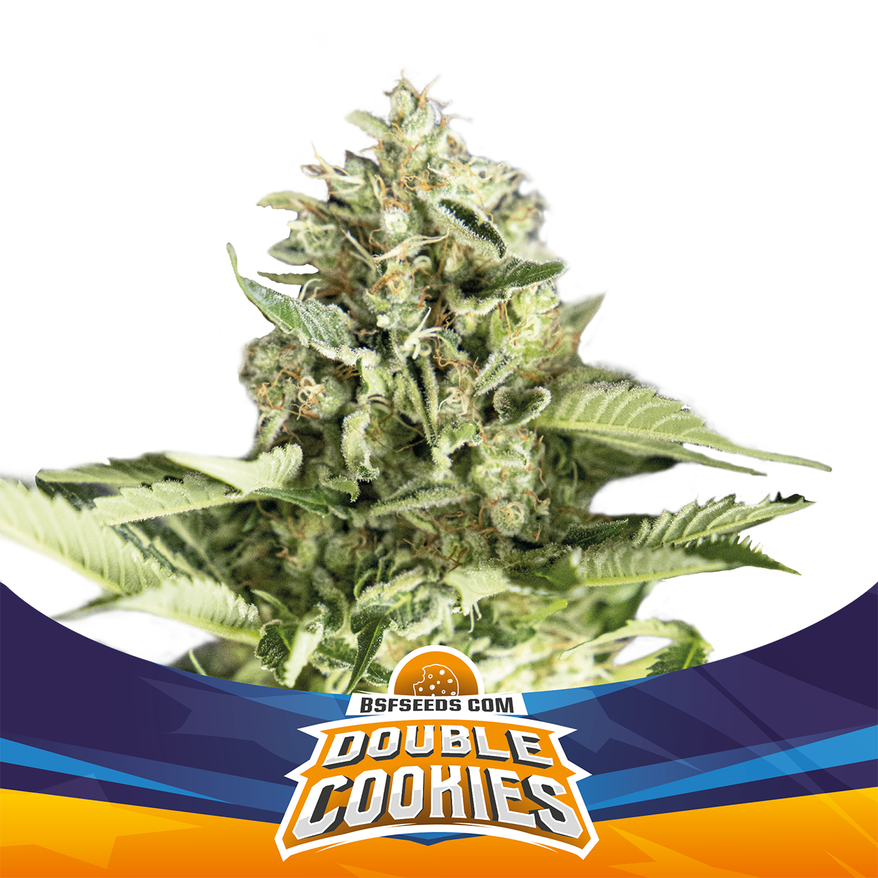 Double Cookies Auto