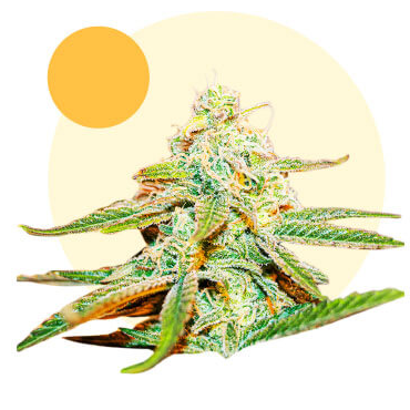 Lafanta CBD Fem