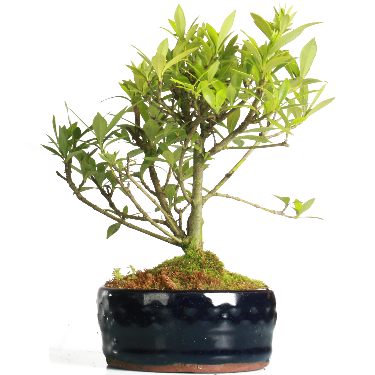 Bonsai Gardenia (Maceta 10cm) | CITY0264 | Natural Systems