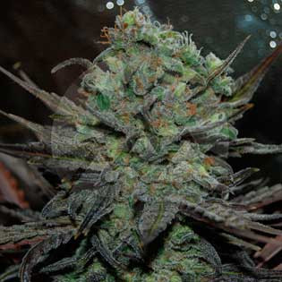 Eleven Roses Auto
