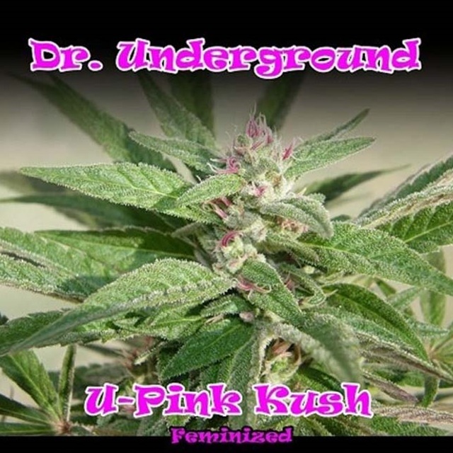 U-Pink Kush 8Unds Fem