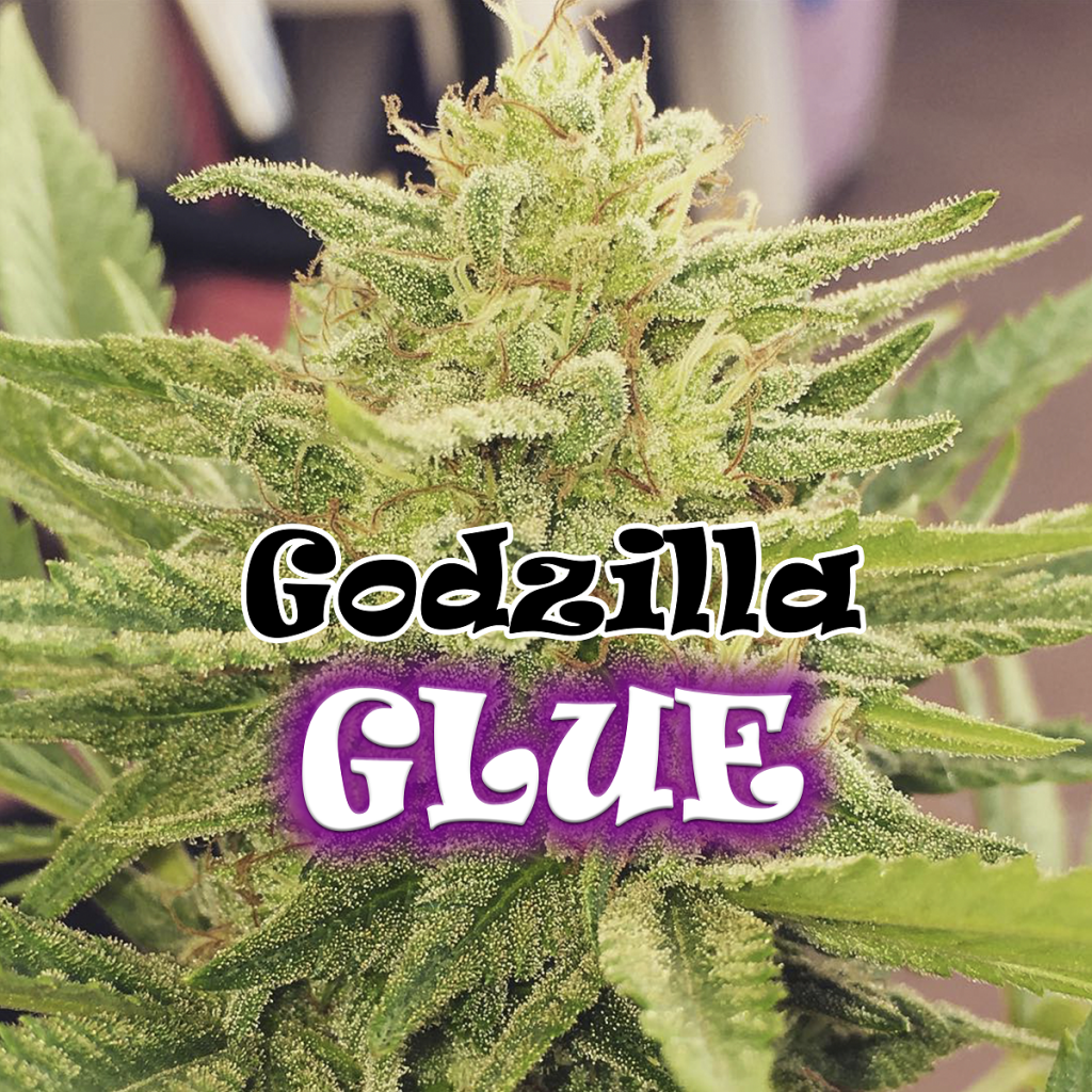 Godzilla Glue Fem.