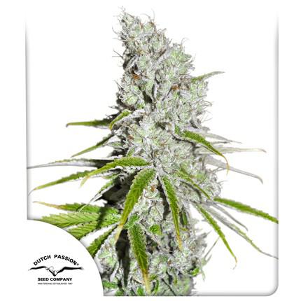 CBD Skunk Haze Fem