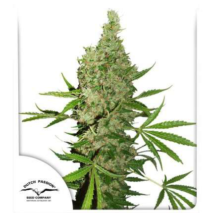 White Widow x The Ultimate 10Und Reg