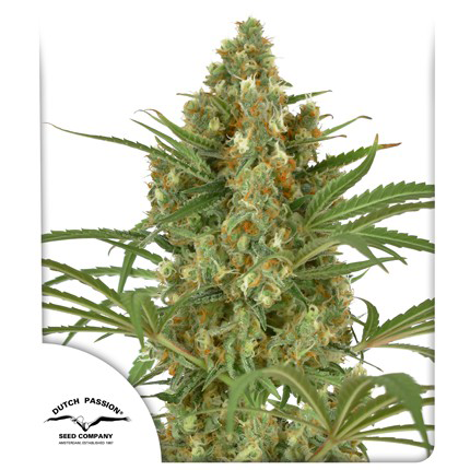 Snow Bud Fem