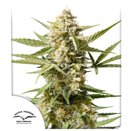 Auto Cinderella Jack