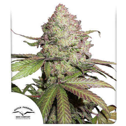 Auto CBD Charlotte's Angel