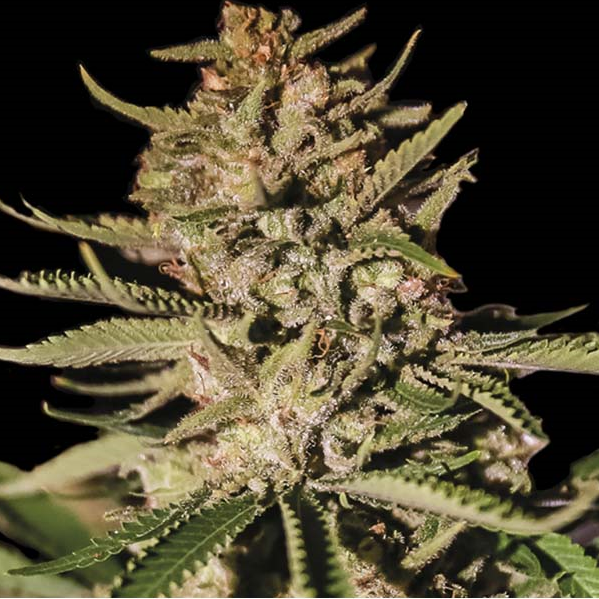 Kush Exclusive Reg 10Und
