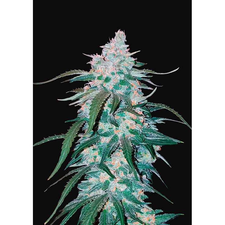 Pineapple Express Auto