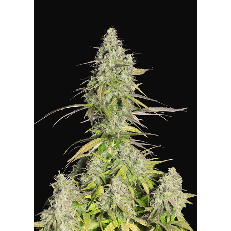 Girl Scout Cookies Auto