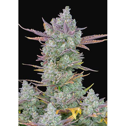 Gorilla Cookies Auto