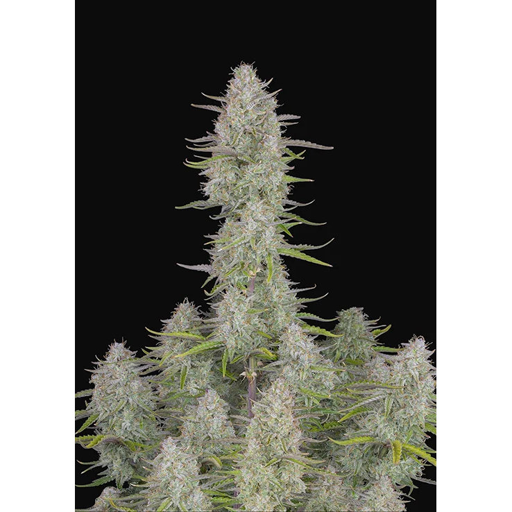 Wedding Cheesecake Auto