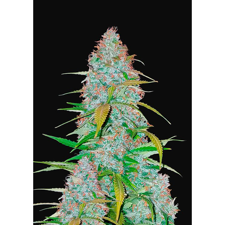 Californian Snow Auto