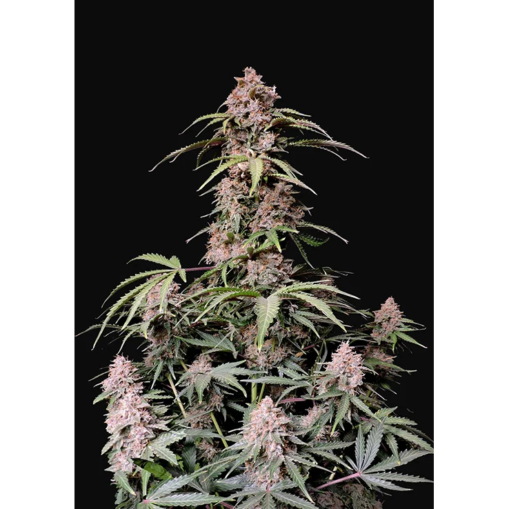 Amnesia Zkittlez Auto