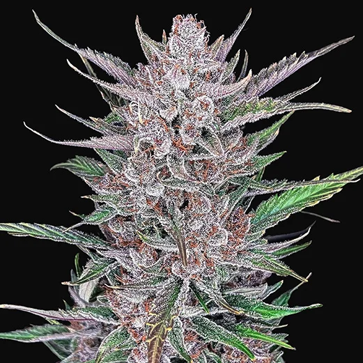 Gorilla Punch Auto