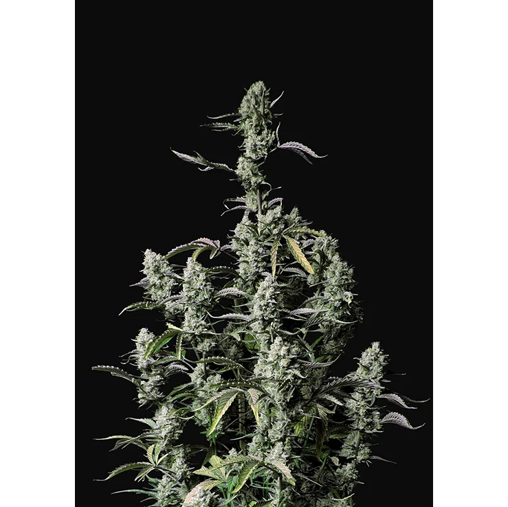 Gorilla Zkittlez Auto